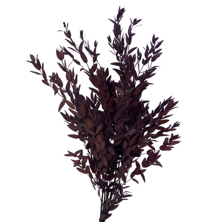EUCALIPTUS PRESERVADO PARVIFOLIA MARRON1