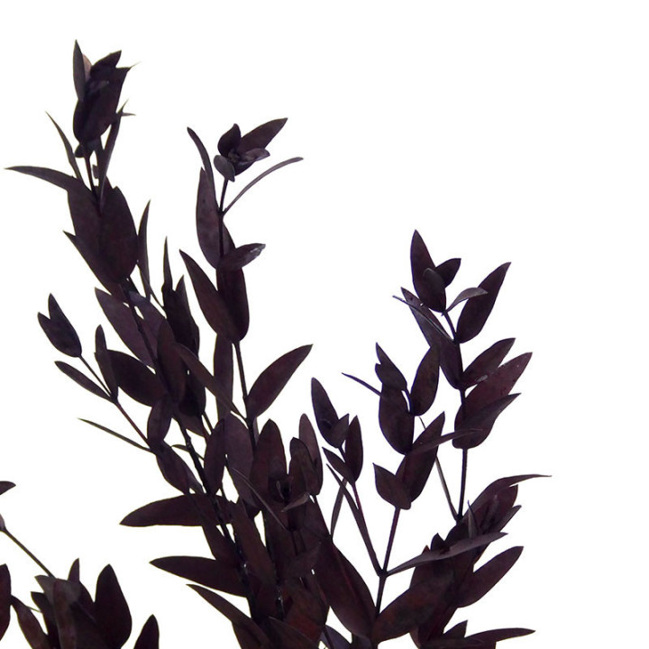 EUCALIPTUS PRESERVADO PARVIFOLIA MARRON2