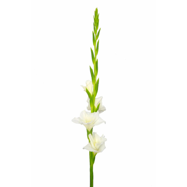 GLADIOLO BLANCO1