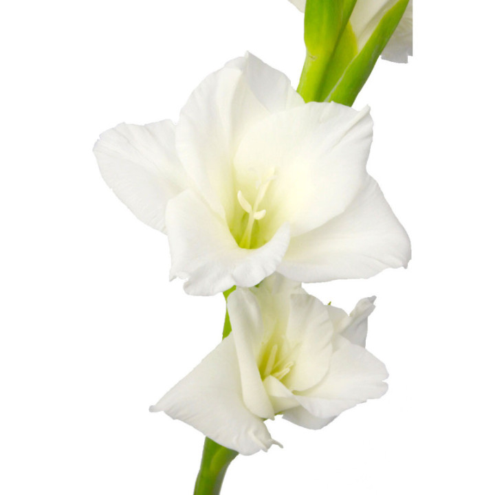 GLADIOLO BLANCO2