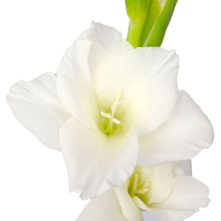 GLADIOLO BLANCO3