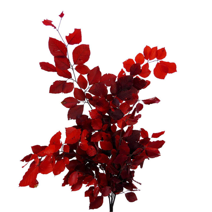 HOJA BEUK PRESERVADO ROJO1