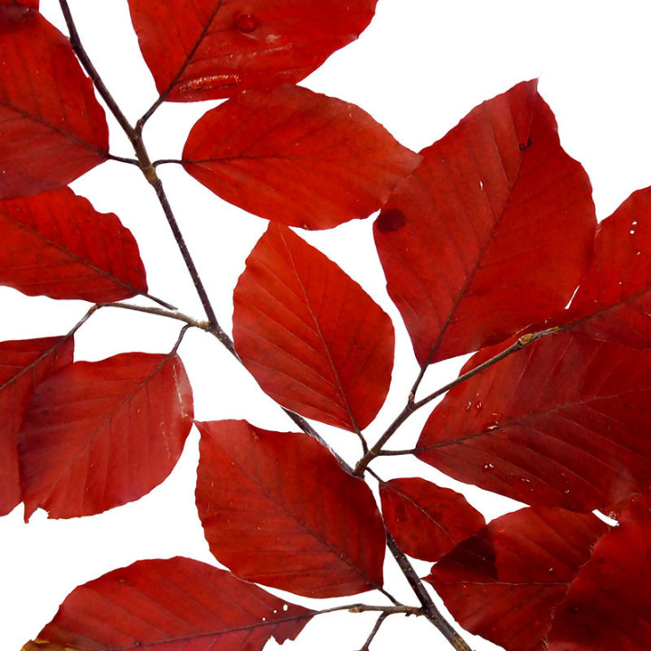 HOJA BEUK PRESERVADO ROJO2