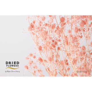 DRIED ERYNG PRESERVADO SALMON1