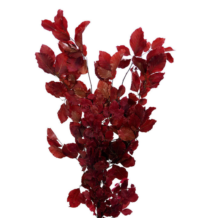 HOJA BEUK PRESERVADO FUCSIA1