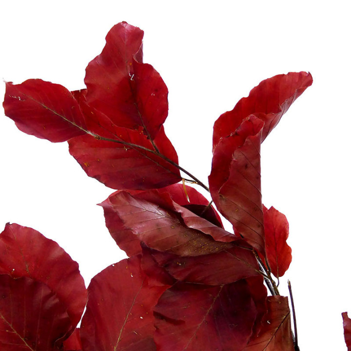 HOJA BEUK PRESERVADO FUCSIA2