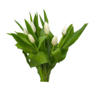 TULIPAN INZELL 381