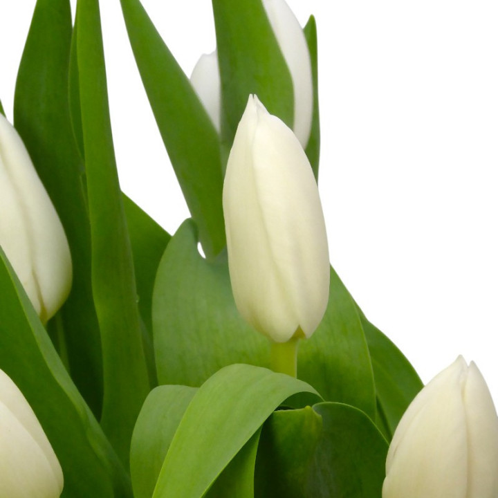 TULIPAN INZELL 382