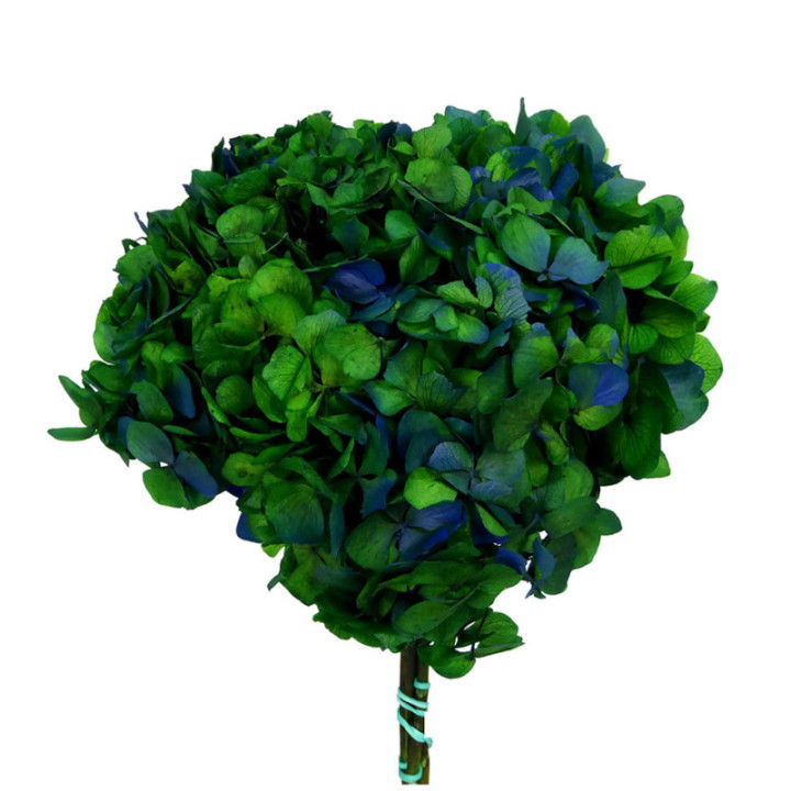 HORTENSIA PRESERVADA BICOLOR HRT/21601