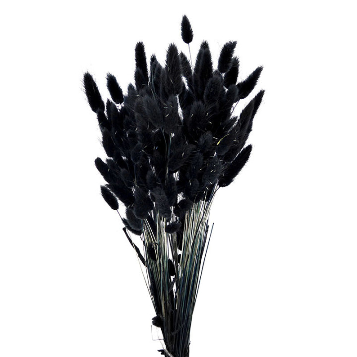 LAGURUS SECO NEGRO1