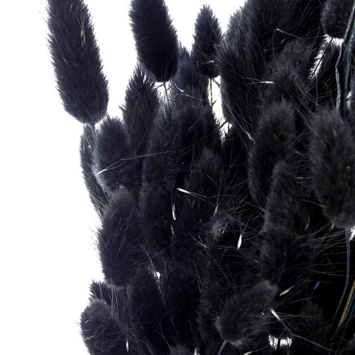 LAGURUS SECO NEGRO2