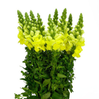 ANTIRRINO POTOMAC YELLOW 751
