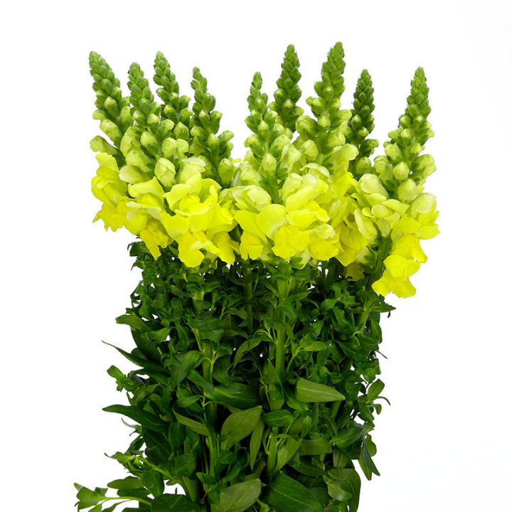 ANTIRRINO POTOMAC YELLOW 751