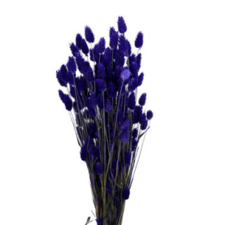 PHALARIS PURPURA1