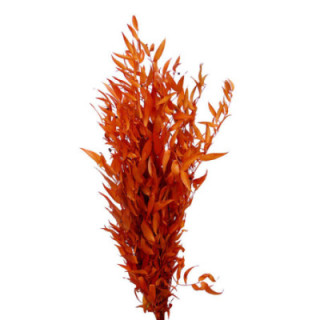 RUSCUS IT FINO PRESERVADO NARANJA1