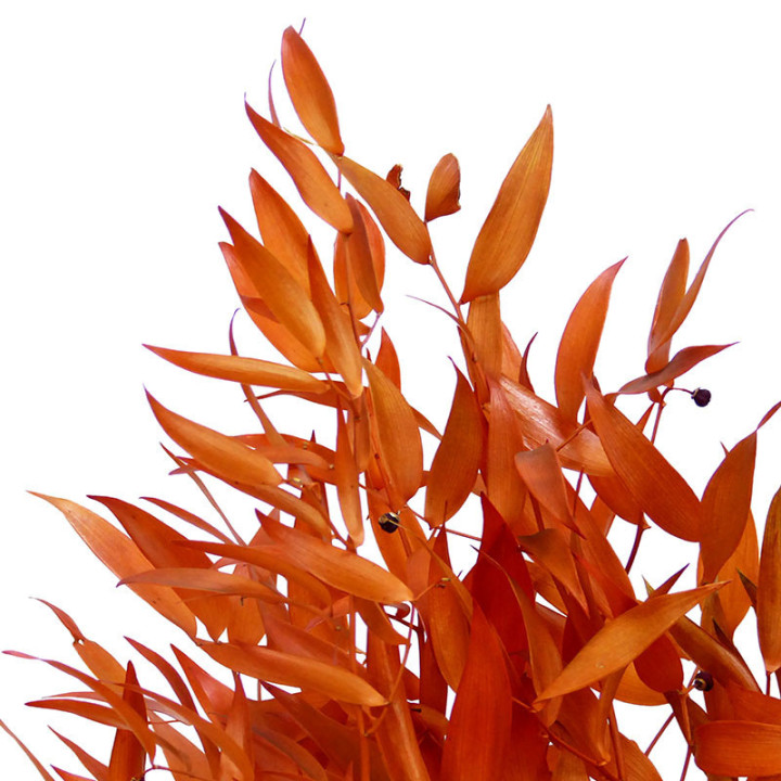 RUSCUS IT FINO PRESERVADO NARANJA2