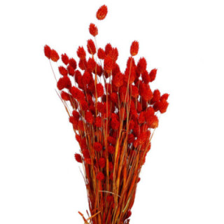 PHALARIS NARANJA OSCURO1