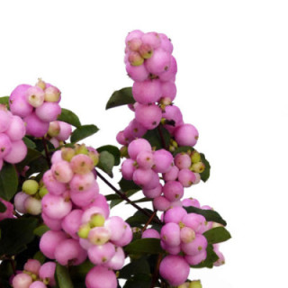 SYMPHO MAGICAL PINK ELEGANCE 701