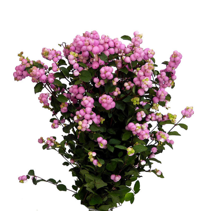 SYMPHO MAGICAL PINK ELEGANCE 702