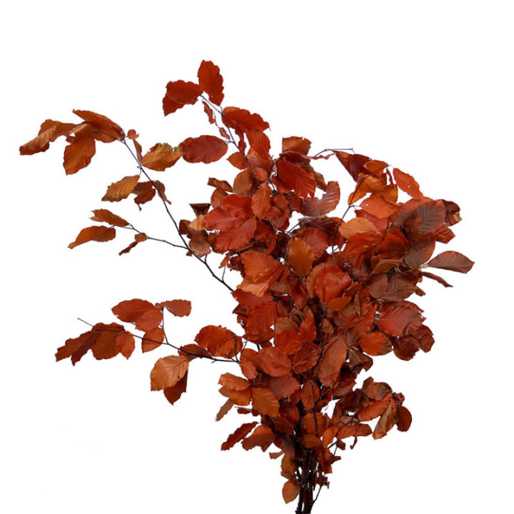 HOJA BEUK PRESERVADO ORANGE1