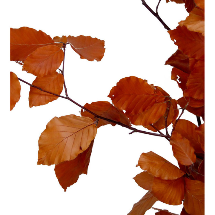 HOJA BEUK PRESERVADO ORANGE2