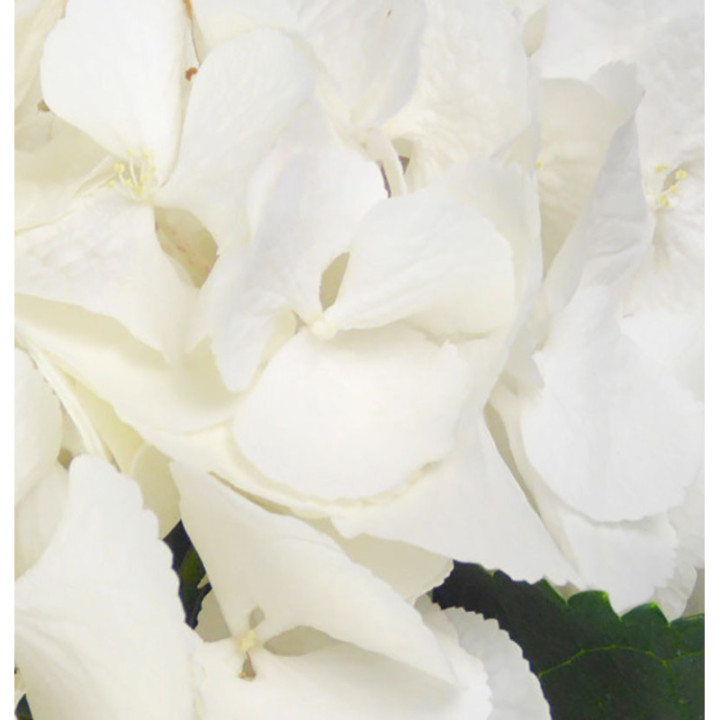 HYDR SELECT WHITE 601