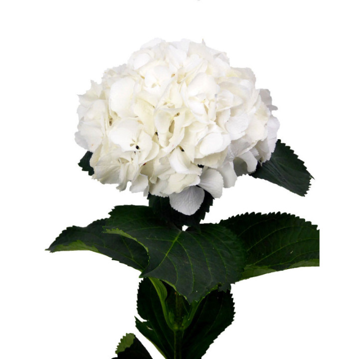HYDR SELECT WHITE 602