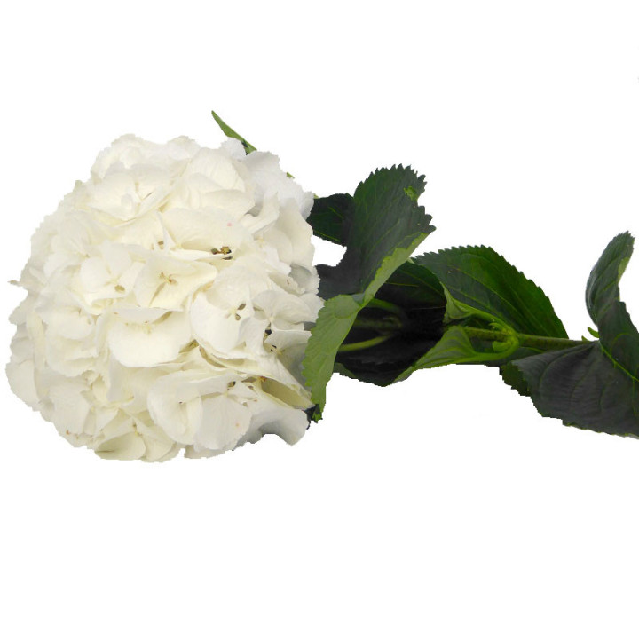 HYDR SELECT WHITE 603