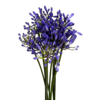 AGAPANTHUS URI 701