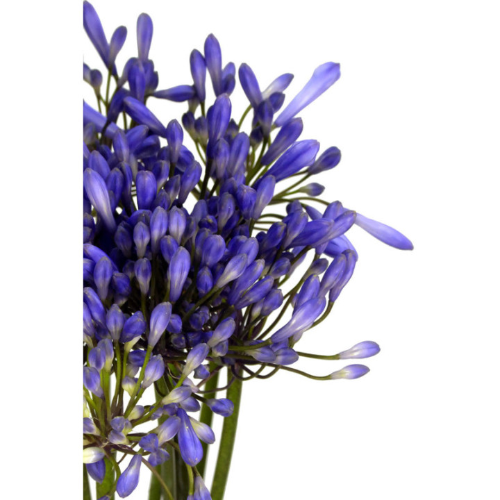 AGAPANTHUS URI 702