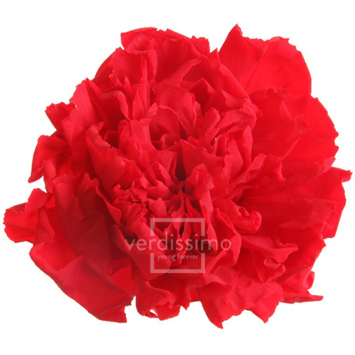 CLAVEL PRESERVADO ROJO CAR/12001