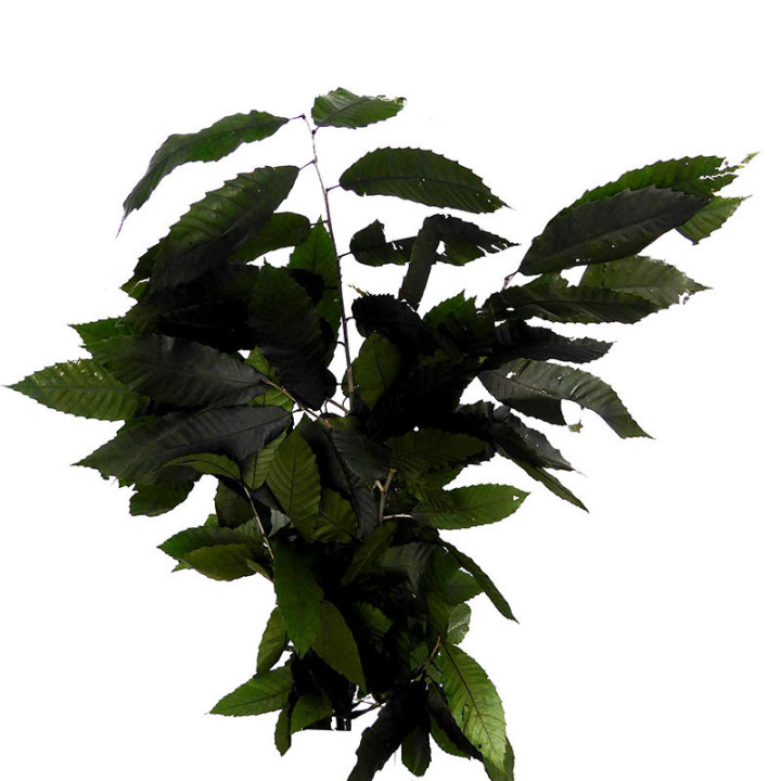 CASTAÑO PRESERVADO VERDE1