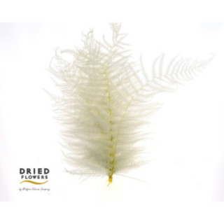 DRIED SWORD FERN PRESERVADO BLANCO1
