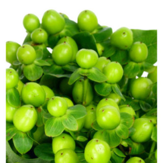 HYPERICUM COCO BAMBOO 601