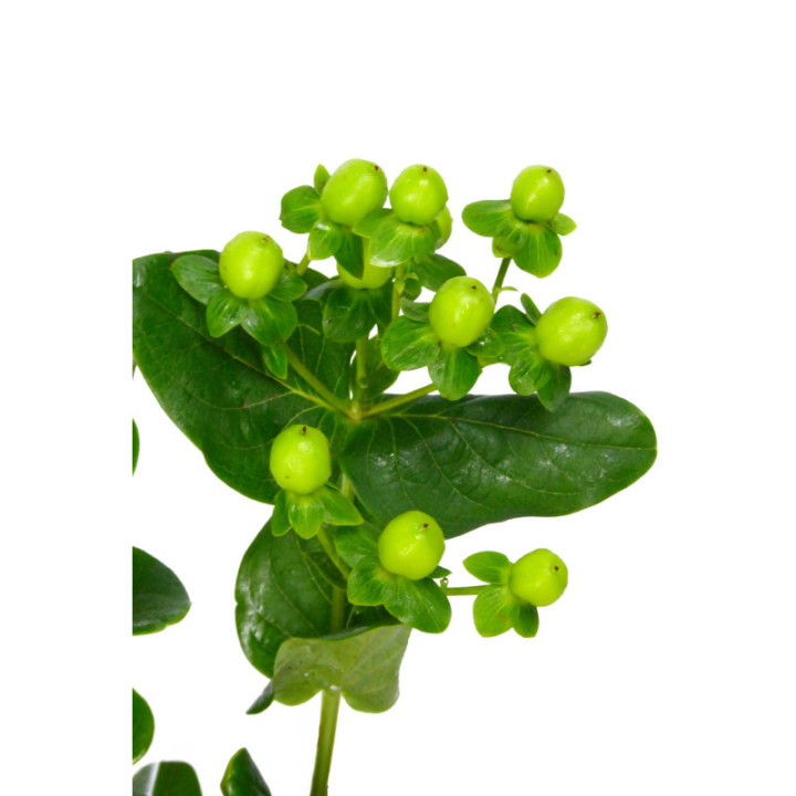 HYPERICUM COCO BAMBOO 602