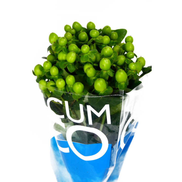 HYPERICUM COCO BAMBOO 603