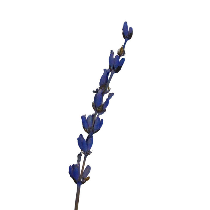 LAVANDA PRESEVADA2