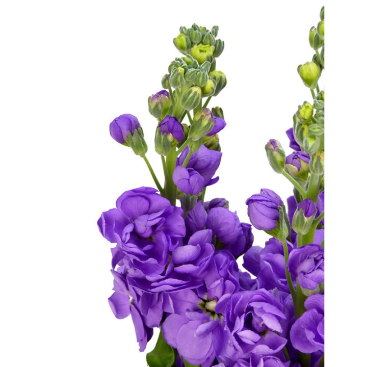 MATTHIOLA MATHILDA LAVANDER 551