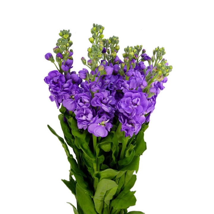 MATTHIOLA MATHILDA LAVANDER 552