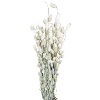 PHALARIS BLANCO1