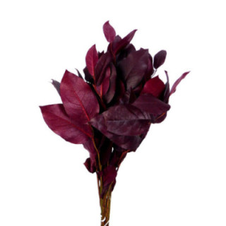 SALAL TIPS PRESERVADO ROJO1