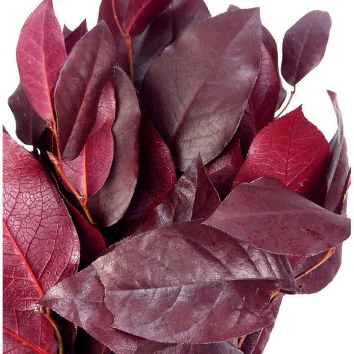 SALAL TIPS PRESERVADO ROJO2