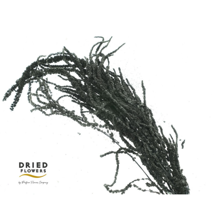 DRIED AMARANTHUS CAUDATUS PRESERVADO NEGRO1