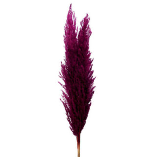 PAMPAS BORDEAUX 1201