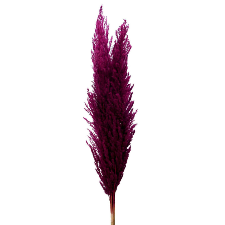 PAMPAS BORDEAUX 1201
