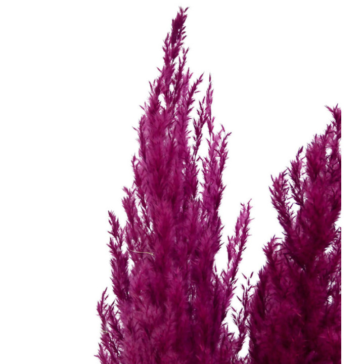 PAMPAS BORDEAUX 1202