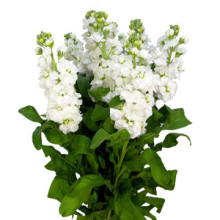 MATTHIOLA AIDA WHITE 551