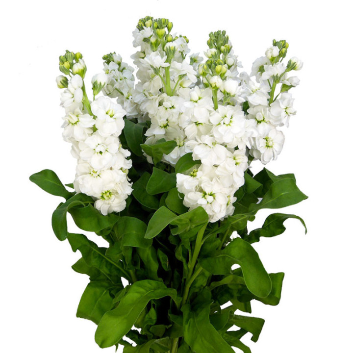 MATTHIOLA AIDA WHITE 551
