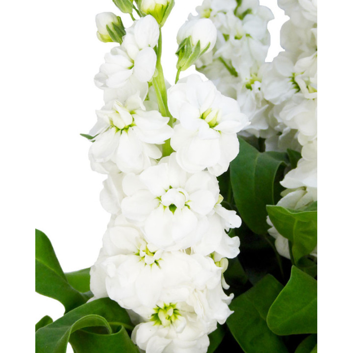MATTHIOLA AIDA WHITE 552