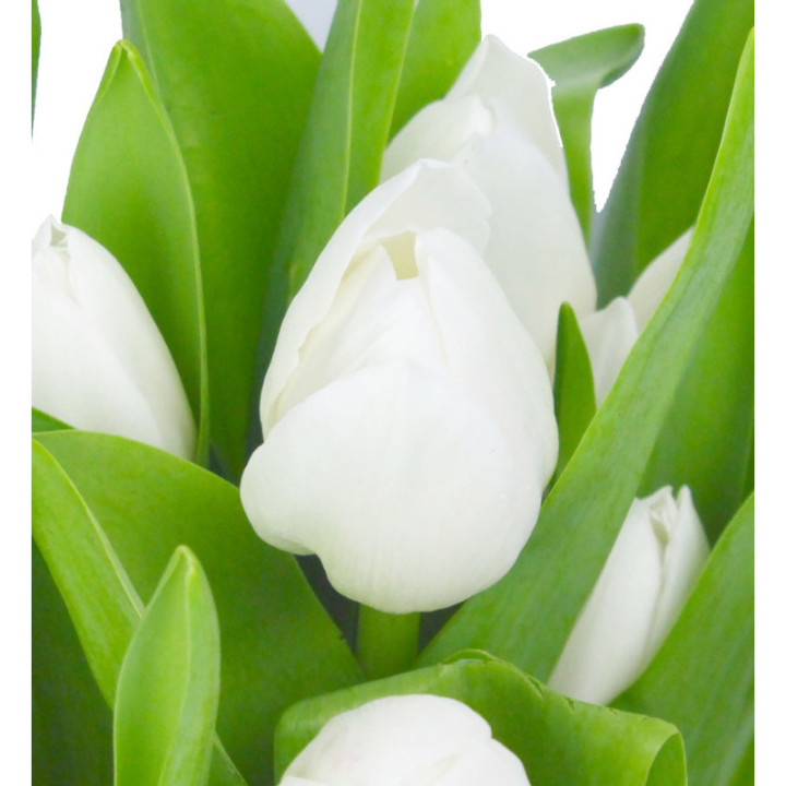 TULIPAN ROYAL VIRGIN 371
